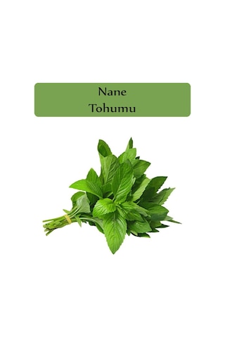 Nane Tohumu 1 Paket 0,02gr Ekmeye Uygun Verimi Yüksek Paket Tohum Nane Bitkisi Tohumu
