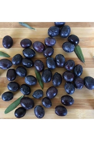 Koleksiyonluk Nadir Çeşit Soğuklara Dayanıklı Sofralık Butko Zeytin Fidanı