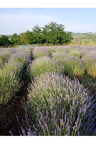 Ada Tarım 75 Adet İntermedia Acık Kök Lavanta Fidanı Fides