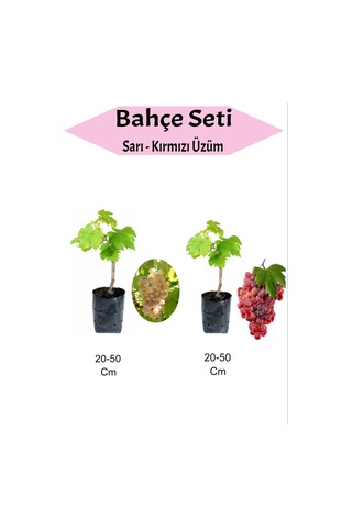 2'li Set Sarı+kırmızı Üzüm Fidanı