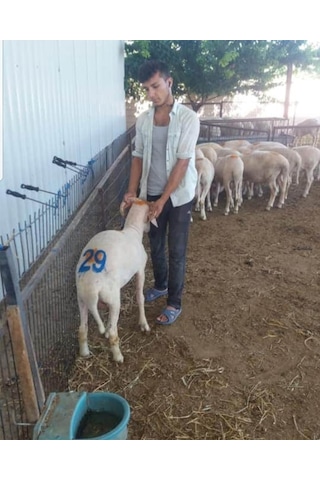 Ay Yıldızlı Hayvan Numara İşaretleme Damga Seti