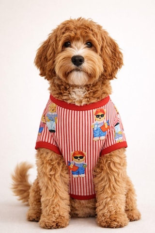 Alphadog Teddy Küçük Irk Köpek T-shirtü