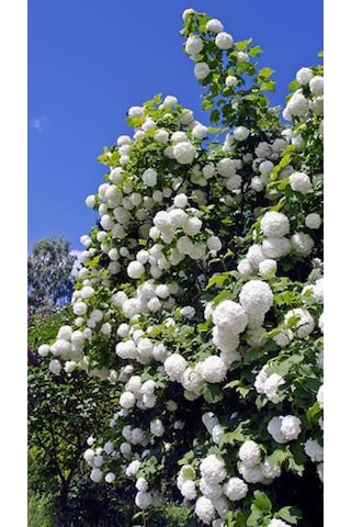 Göz Alıcı Beyaz Çiçekler: Çınar Kartopu Fidanı