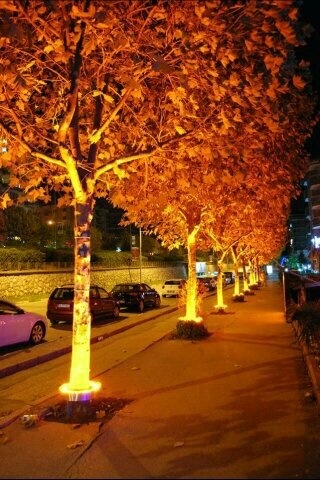Palmiye Çember Aydınlatma Ip67 80cm