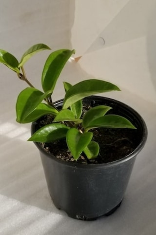 Mum Çiçeği Ruhban Beyaz 10-15cm Salon Balkon Bitkisi