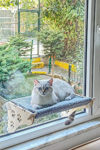 Cama Yapışan Kedi Yatağı