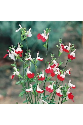 Süs Adaçayı - Salvia Microphylla 'Hot Lips' 3'lü Set