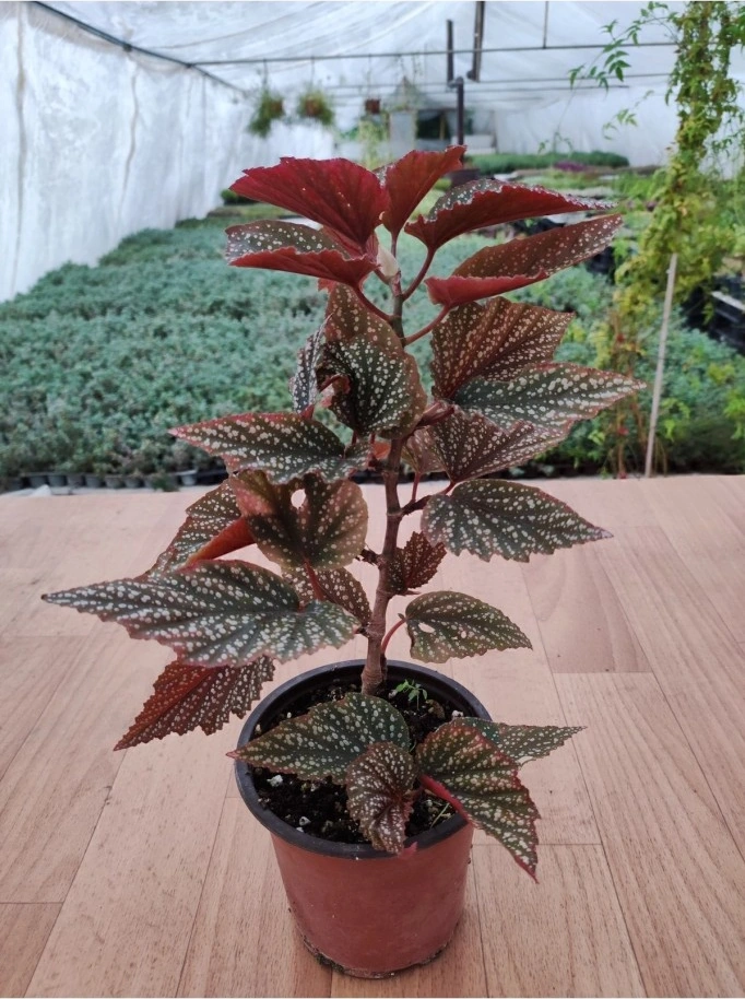 Begonia Aconitifolia Çilli Begonya Fidanı 10-20 Cm