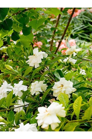 Kokulu Ofis Bitkisi Hediyelik 1 Adet Gardenya Çiçeği Saksılı 30-50cm Gardenia Flower