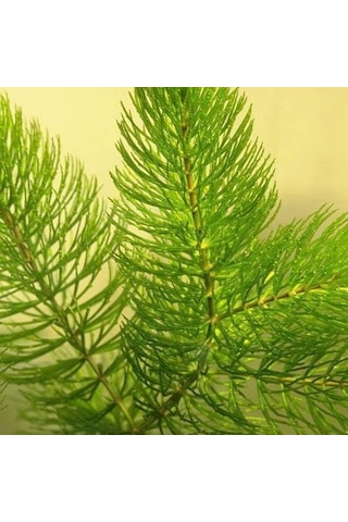 Tr Ceratophyllum Demersum Tilki Kuyruğu Kolay Akvaryum Bitkisi 1 Bağ