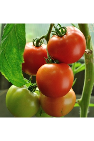20+ Adet Moneymaker Para Yapan Domates TohumuSırık Tipi Domate