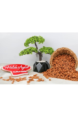 Haluk Aydın Kuruyemiş Çiğ Kayısı Çekirdeği 1 KG