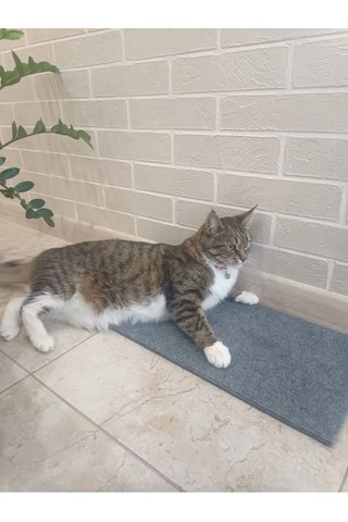 Moca Duvar Köşe Kedi Tırmalama Tahtası 60x23cm 150321800