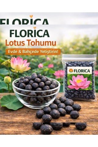 12 Adet Lotus Çiçeği Tohumu Nilüfer Çiçeği Karışık Renkli Orjinal Lotus Su Ve Toprakta Yetişir Çok Renkli
