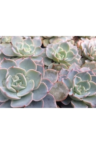 Echeveria Morning Beauty - 5 Adet Sukulent