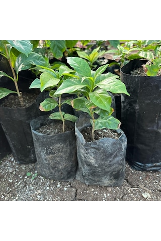 Sınırlı Sayıda Küçük Boy Arabica Kahve Fidanı Tüplü
