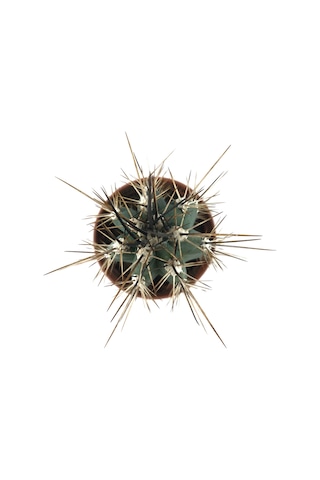 Stetsonia Coryne (Kaktüs) Ø5,5 CM Y0-10 CM