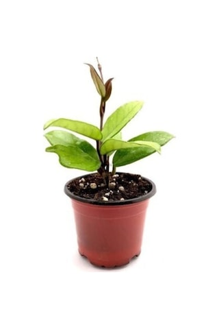 Mum Çiçeği Özel Renk 2. 1. Kalite Özel Ürün 15 20 Cm