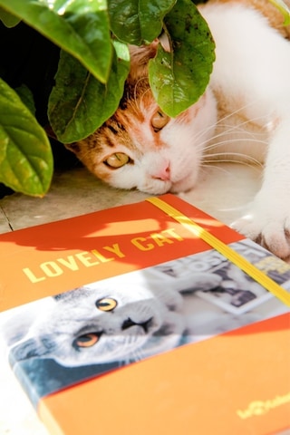 Kedi Dünyası Journal Düz
