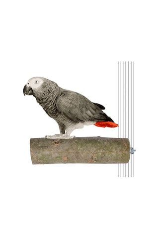 Ağaç Kütük Papağan Kuş Tüneği Kuşlar İçin Tünek Boy 17 Cm Çap 3-5 Cm