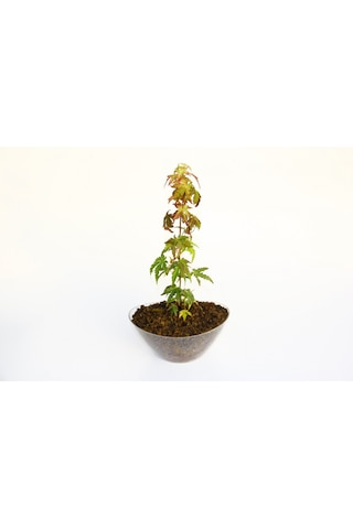 Bonsai Japon Akçaağacı Acer Palmatum Saydam Saksıda