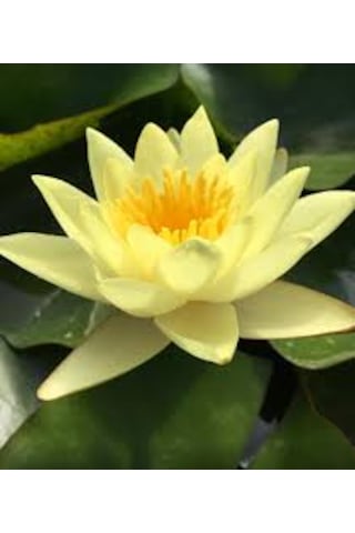 5 Adet Tohum Organik Taze Sarı Lotus Çiçeği Tohumu Nilüfer Su Çiç