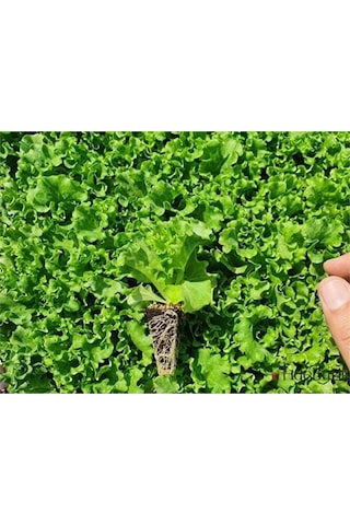 2 Adet Kivircik Fidesi 5-15cm Dikime Hazir
