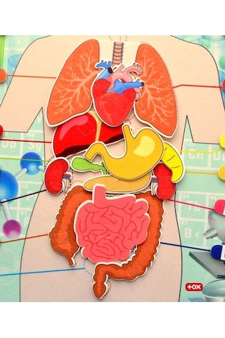 Tox iç Organlar Sistemi Keçe Duvar Panosu . Eğitici Oyuncak
