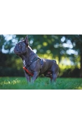 Ayarlanabilir Köpek Harness, Xs Boy