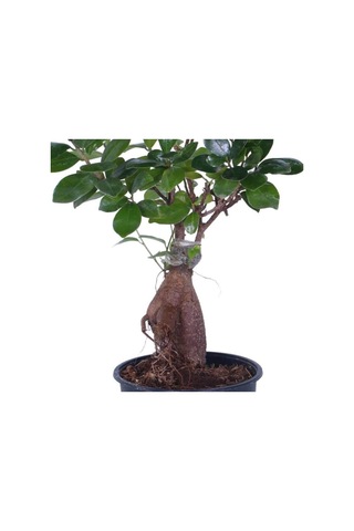 Ginseng Bonsai, Büyük Yaş - Ficus Microcarpa - Bitki Boyu 40-60 Cm