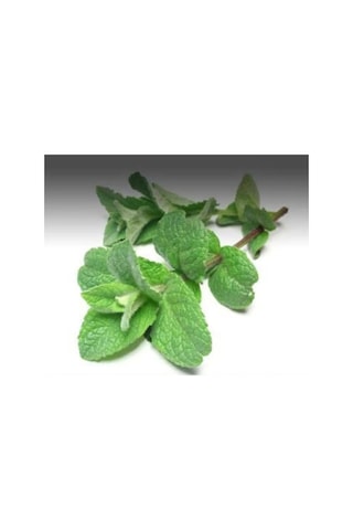 Fas Nanesi Fidesi Mentha Spicata Marokko Meşhur Fas Çayında Kullanılan Nane Balkon Saksı Için