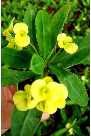 Videolu Sarı Çiçekli Milli Dikenler Tacı 10 45 Cm Saksılı Canlı Kaktüs Euphorbia