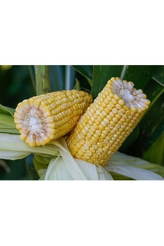 May Bodega Hibrit Sılajlık Mısır Tohumu