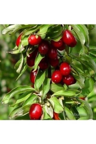 Kızılcık Ergen Fidanı Tüplü \ 30-50 Cm Kızılcık Ergen Fidanı Tüplü \ 30-50 Cm
