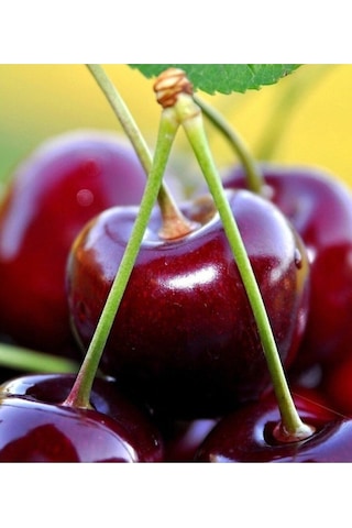 2 Adet Napolyon Kiraz Fidanı 3 Yaş