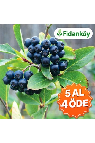 Aronya Fidanı Saksılı/tüplü