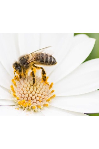 Mustafa Baloğlu Bal Ürünleri Karadeniz Çiçek Balı 1400 G