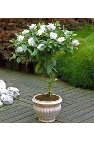 20 Adet Tohum Nadir Bulunan Beyaz Gardenya Çiçeği Tohumu Gardenya