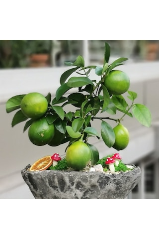 Nadir Italyan Limon Bonsai Ağacı Tohumu Bonzai Tohumu 3 Tohum
