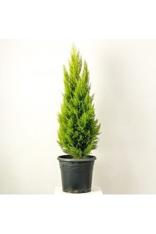 Limon Servi Çamı Fidanı 30-50 Cm