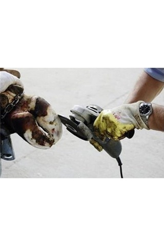 Kerbl Büyükbaş Tırnak Kesme Diski. 3 Bıçaklı