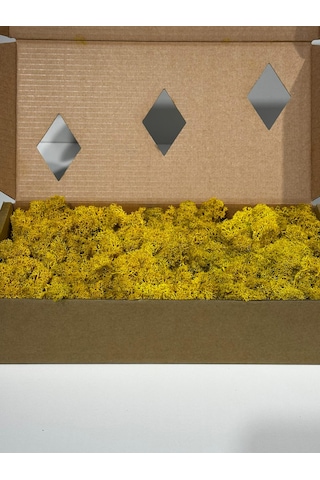 Reindermoss Şoklanmış Norveç Yosunu Terarium Yosunu Sarı 500 Gr.