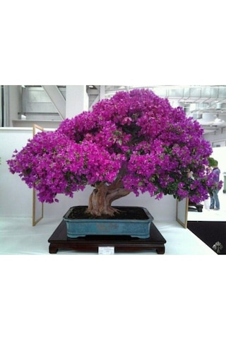 Bonsai Begonvil Tohumu Tropikal Çiçek Tohumları 5 Adet Tohum
