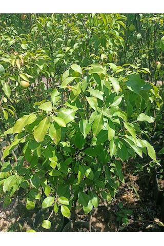 Yeşil Deniz Fidancılık Tüplü Deveci Armut Fidanı 100-150 Cm