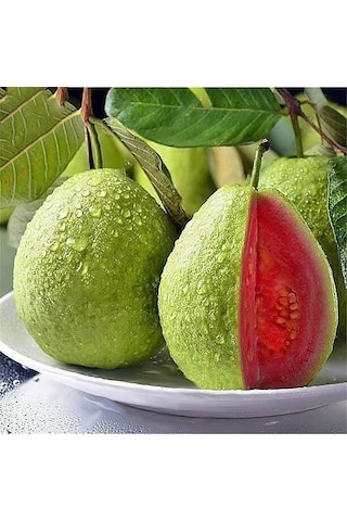 Bodur Kırmızı Guava Fidanı, Torbada
