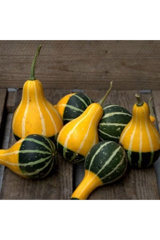 Minyatür Süs Kabağı Tohumu Pear Bicolor Gourd