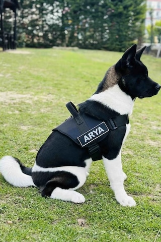 MgTasma K9 Göğüs Tasması Siyah
