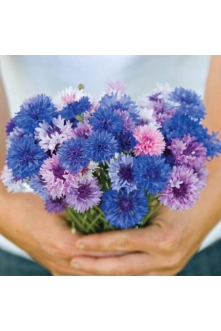 Tohum Dünyam 10 Adet Cornflower Mix Tohumu