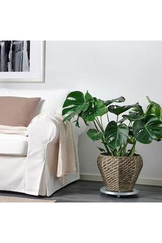 Druvflader Rattan Saksı, Su Sümbülü