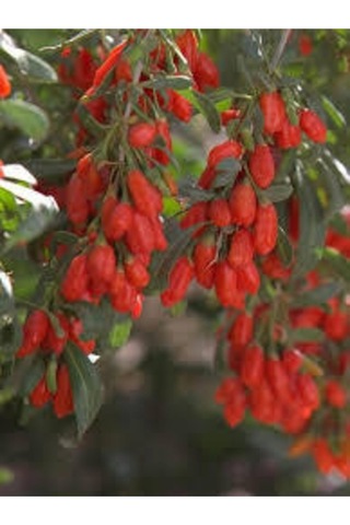 12 Adet Goji Berry Fidanı Damaye Tombul Meyve 9 Luk Saksıda 12 Ay Dikim Yapılabilir